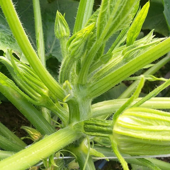 l'effetto dei prodotti per agricoltura biologica su una coltura di zucchine. che presenta molte gemme di fiori
