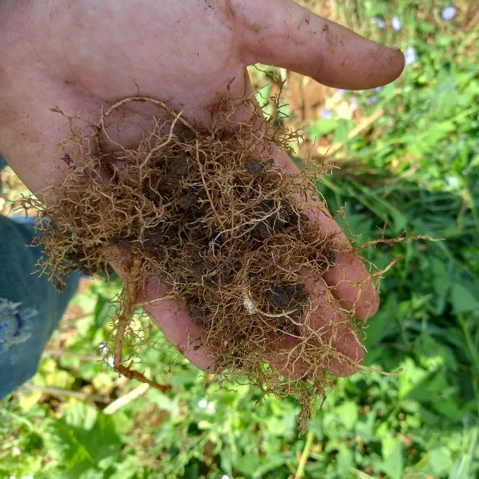 l'effetto dei prodotti per agricoltura biologica sulle radici nelle mani di un agricoltore. le radici sono sane e forti