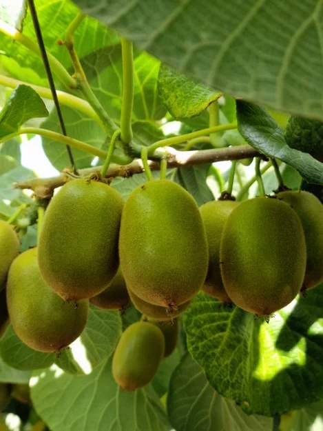 foto di un particolare di un kiwi coltivato colpito da evento stress