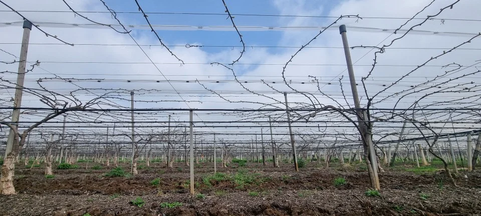 immagine di piantagione di kiwi che risponde con  nuove ramificazioni al trattamento con concime organico