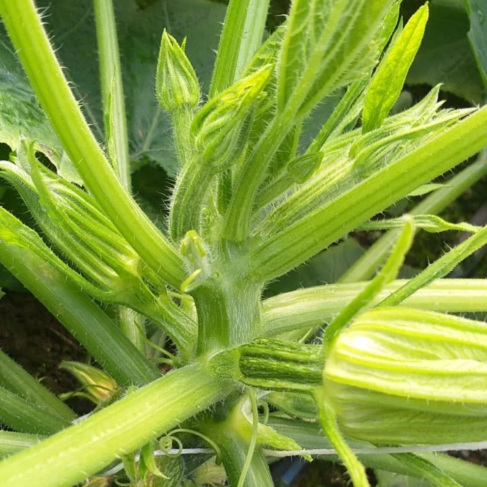 Prodotti per agricoltura biologica - gemme zucchina l'effetto dei prodotti per agricoltura biologica su una coltura di zucchine. che presenta molte gemme di fiori