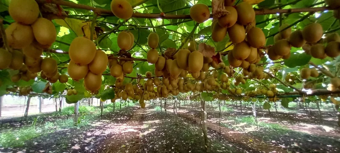 pergolato kiwi pergolato kiwi