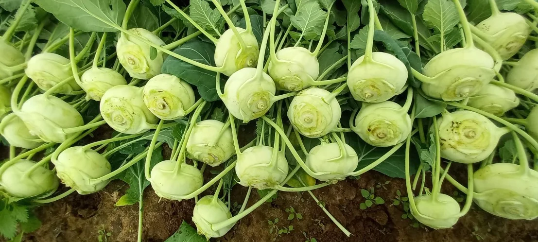 cavolo rapa cavolo rapa