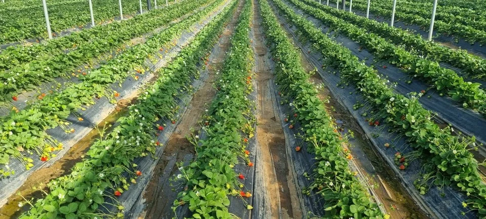 veduta dall'alto di una coltivazione di fragole in serra