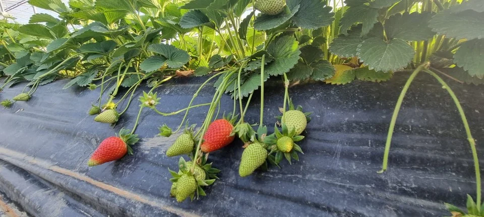 i frutti delle fragole in serra sani e in fase di crscita