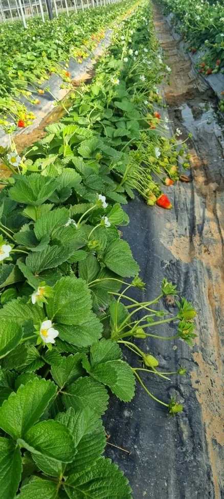 una veduta di foglie frutti e fiori di fragole coltivate in serra