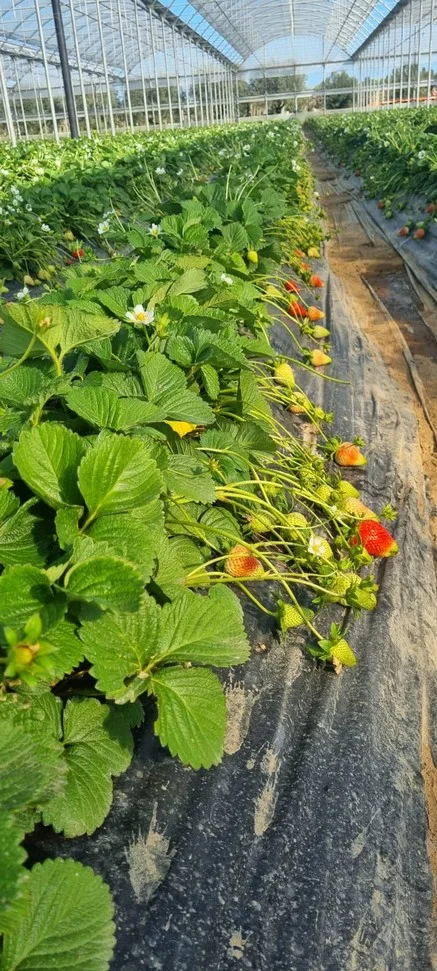 una seconda veduta di frutti fiori e foglie di fragole